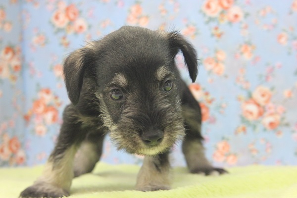 ミニチュアシュナウザー