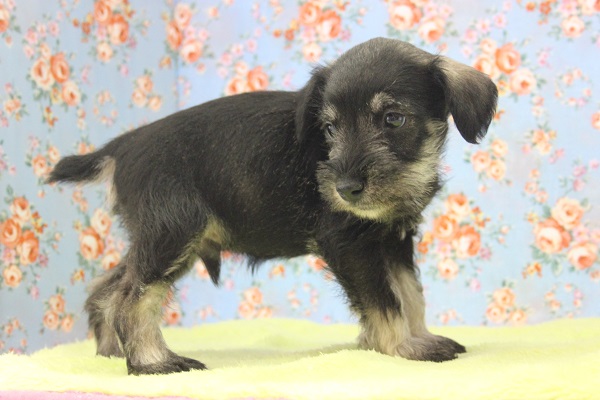 ミニチュアシュナウザー