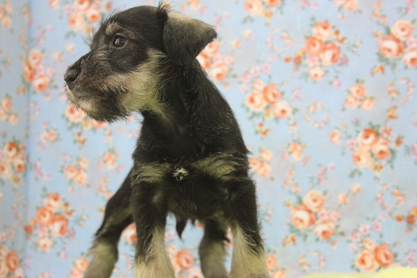 ミニチュアシュナウザー