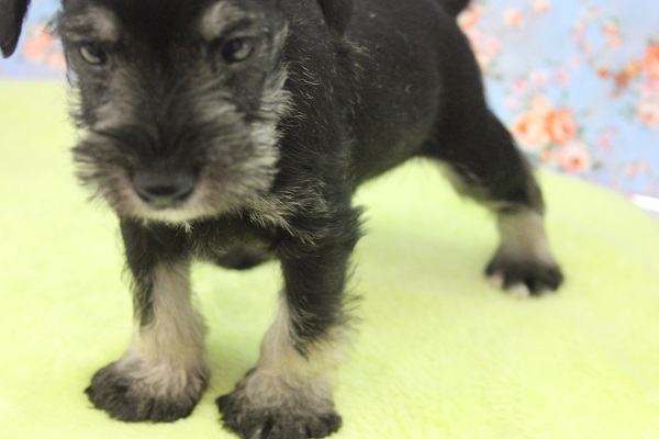 ミニチュアシュナウザー