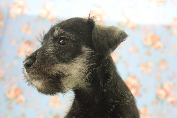 ミニチュアシュナウザー