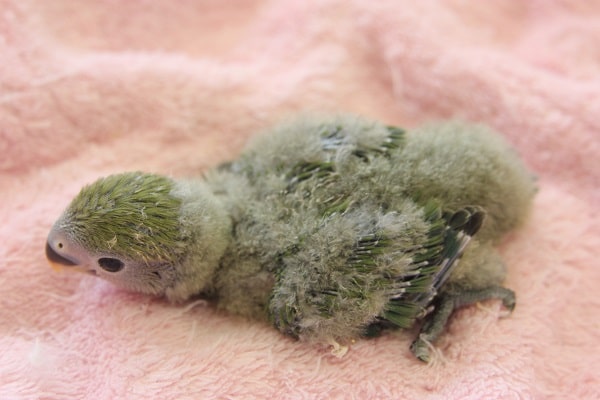 コザクラインコ（小桜インコ）