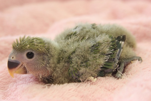 コザクラインコ（小桜インコ）