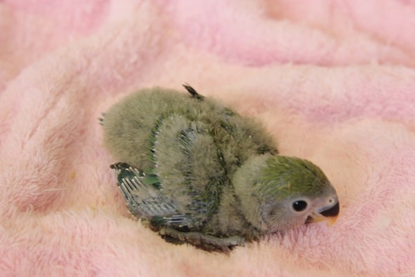 コザクラインコ（小桜インコ）