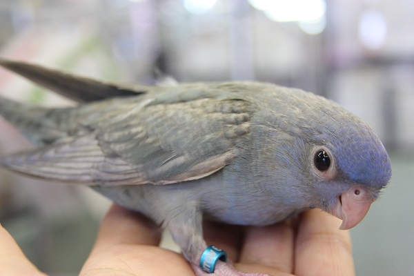 サザナミインコ