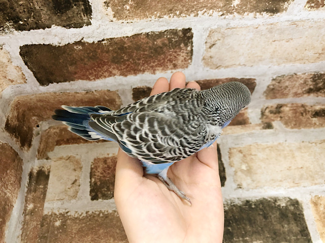 ジャンボセキセイインコ