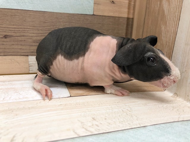 スキニーギニアピッグ