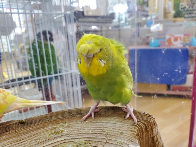 羽衣セキセイインコ