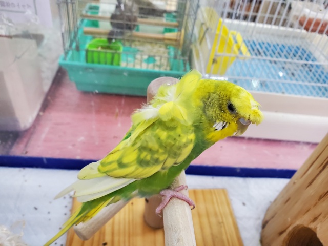 羽衣セキセイインコ