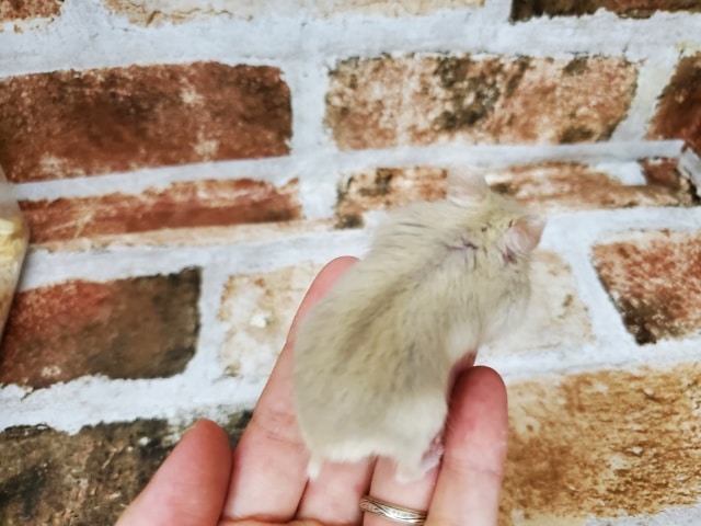 ジャンガリアンハムスター