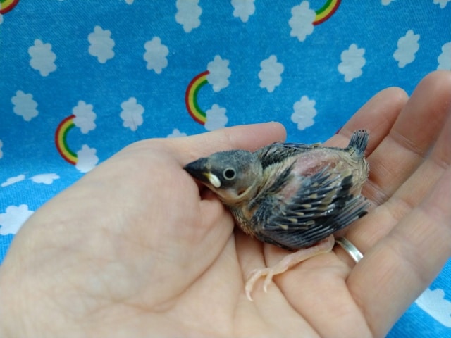 ついに当店にもやって来ました!!桜文鳥 桜文鳥