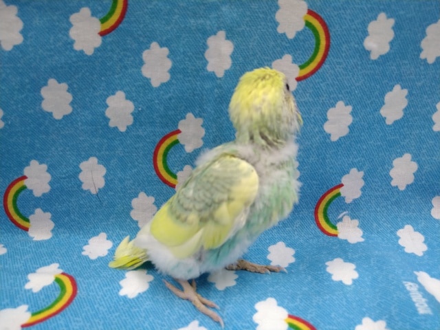 セキセイインコ