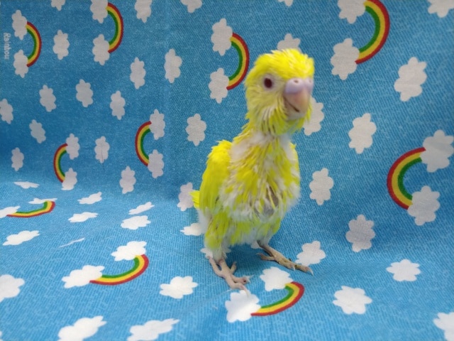 真っ黄色のセキセイインコのヒナ来ました セキセイインコ