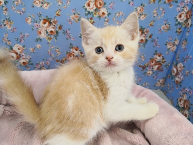 スコティッシュフォールド