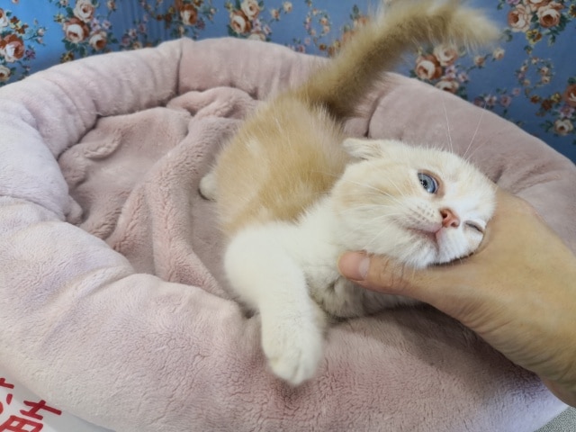 スコティッシュフォールド