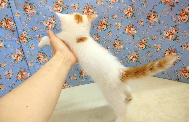 最新画像!マンチカン 男の子♪ マンチカン