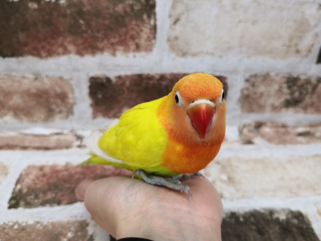 ボタンインコ
