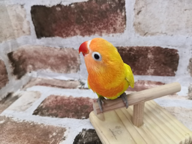 ボタンインコ