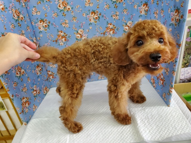 トイプードル
