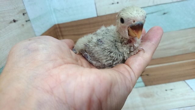 コザクラインコ（小桜インコ）