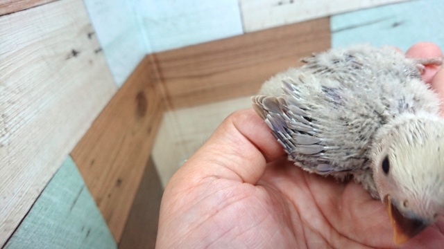 コザクラインコ（小桜インコ）