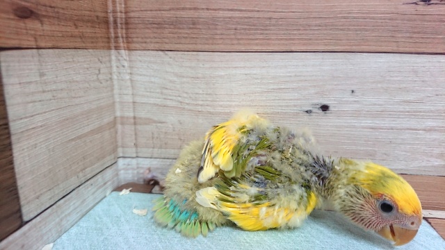 コザクラインコ（小桜インコ）