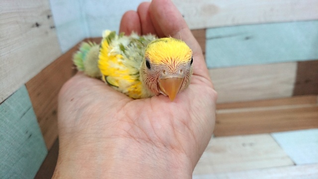 コザクラインコ（小桜インコ）