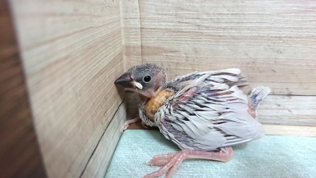 お待ちですよねーー シルバー文鳥きましたよ!! シルバー文鳥