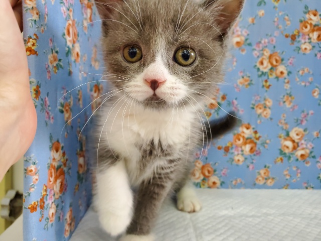 ブリティッシュショートヘア