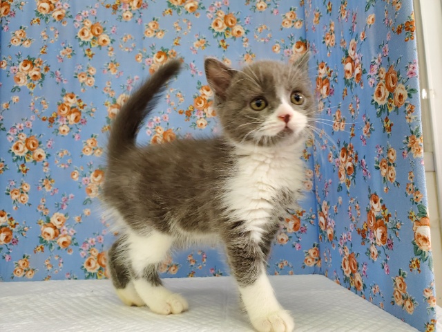 ブリティッシュショートヘア