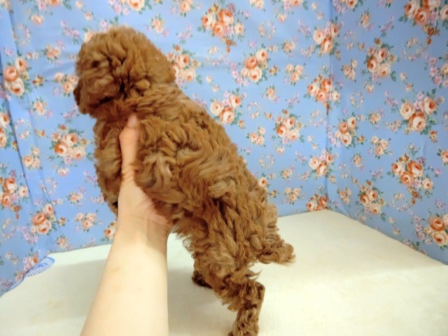 トイプードル