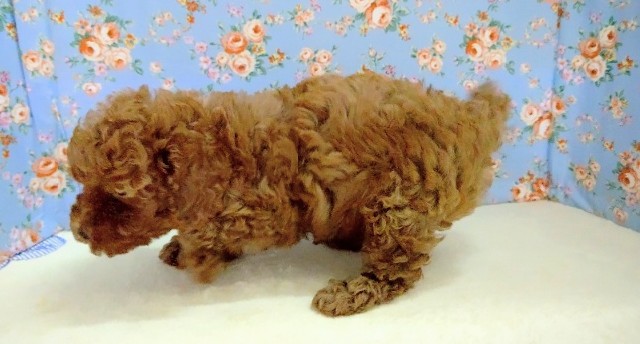 トイプードル