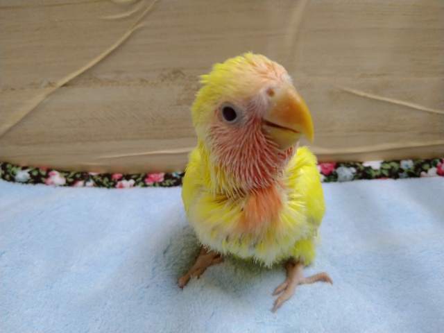 コザクラインコ（小桜インコ）