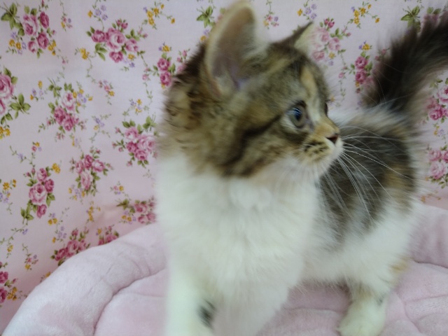 スコティッシュフォールド