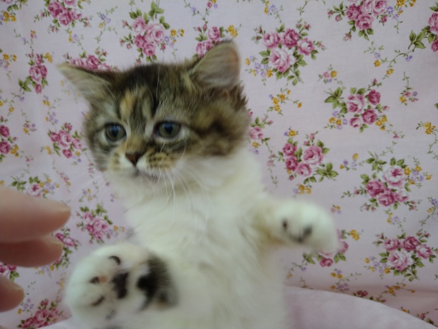 スコティッシュフォールド