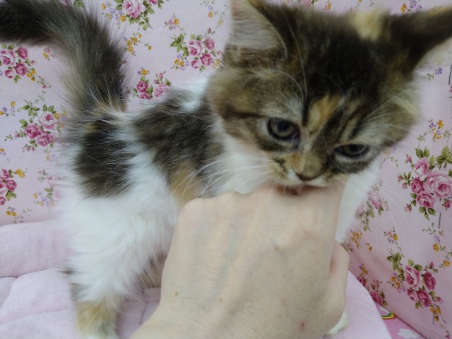 スコティッシュフォールド