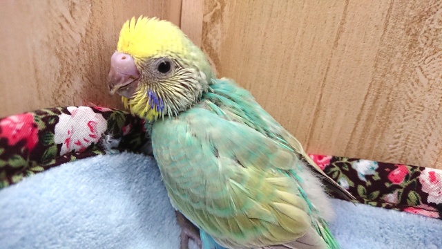 セキセイインコ