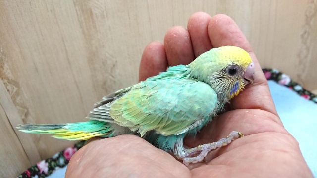 セキセイインコ