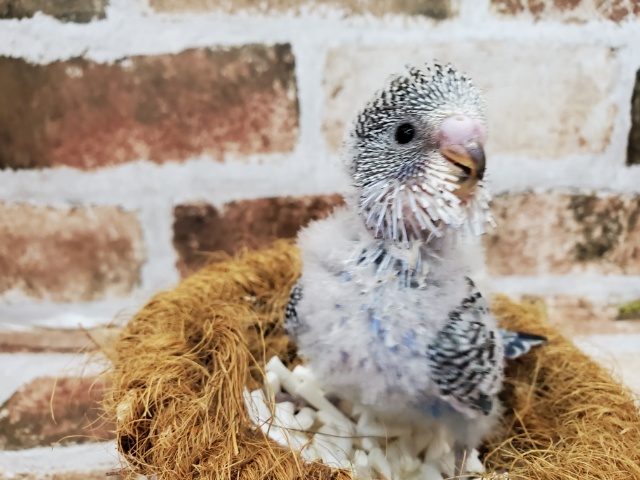 ジャンボセキセイインコ