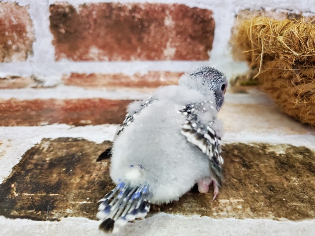 ジャンボセキセイインコ