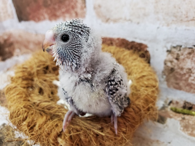 ジャンボセキセイインコ