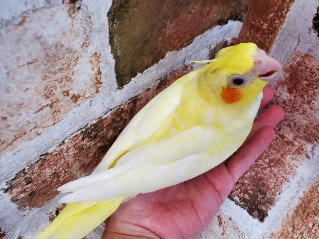 オカメインコ