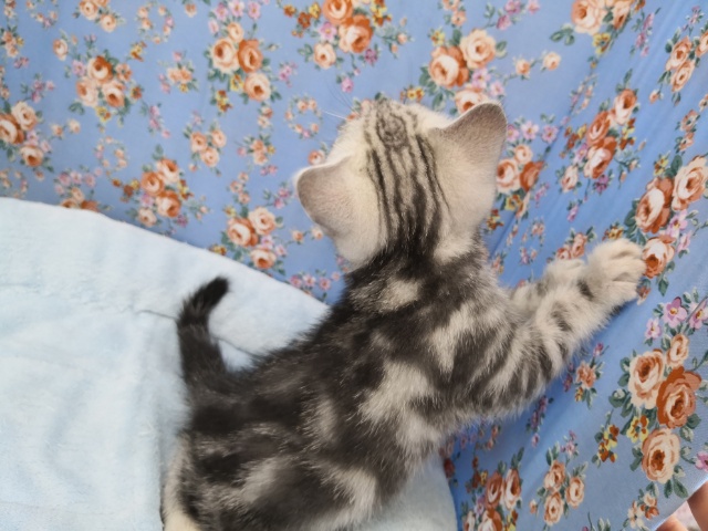 アメリカンショートヘア