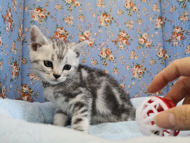 アメリカンショートヘア