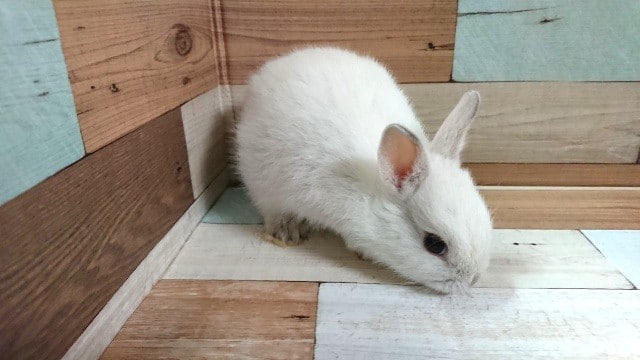 ネザーランドドワーフ