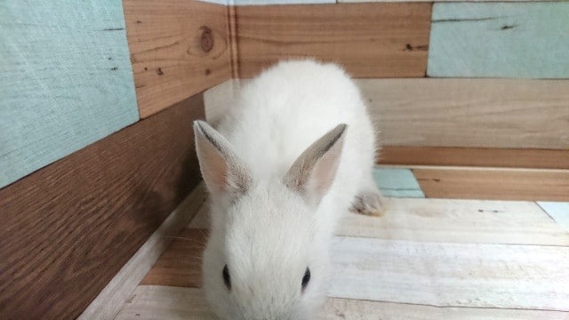 ネザーランドドワーフ