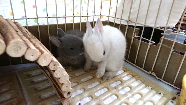 ネザーランドドワーフ