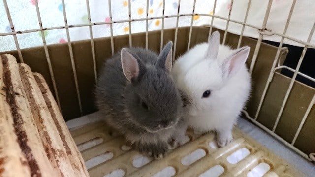 ネザーランドドワーフ