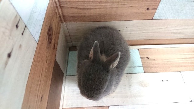 ネザーランドドワーフ