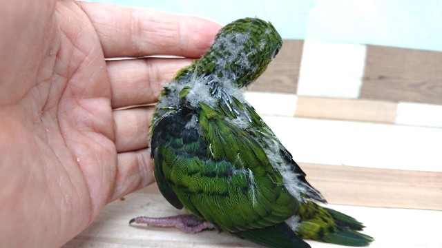 瞳、キレイです☆サザナミインコ~ サザナミインコ